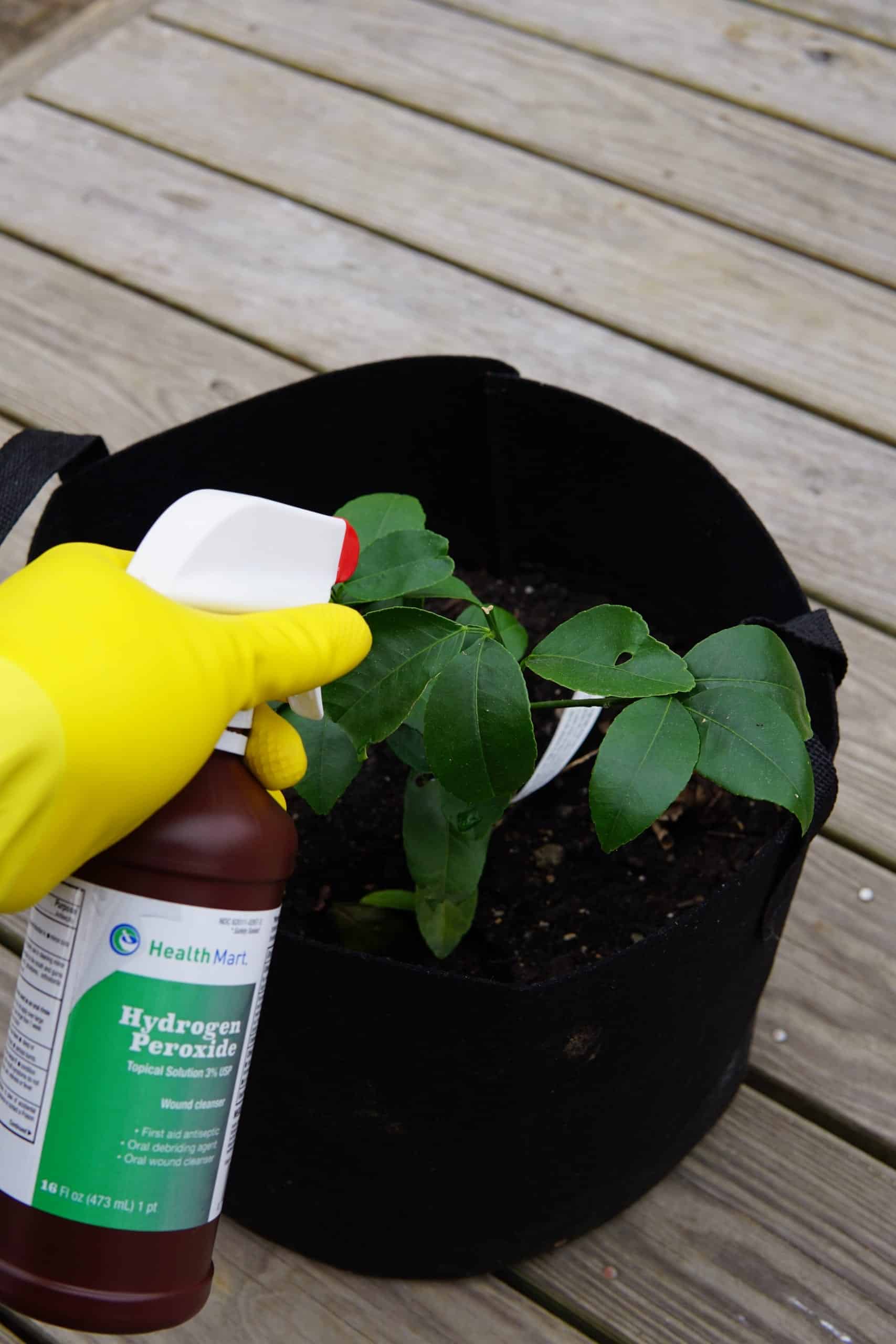 watering plants with hydrogen peroxide to help them